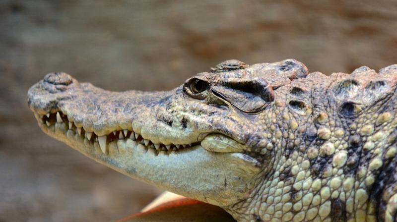 BREAKING: 11ft Crocodile SNATCHES Baby From Dad's Arms & Swallows Him ...