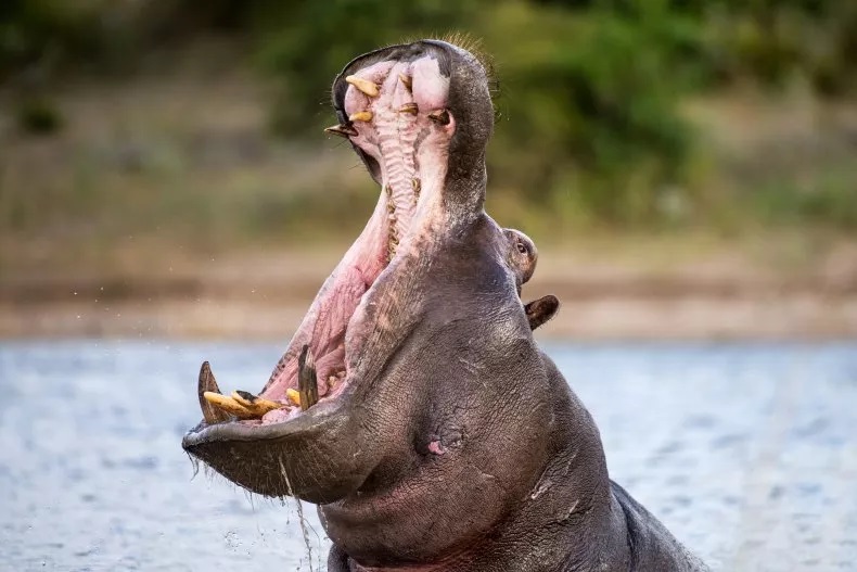 BREAKING: Angry Hippo Swallows A BABY Before Spitting Him Out Alive ...