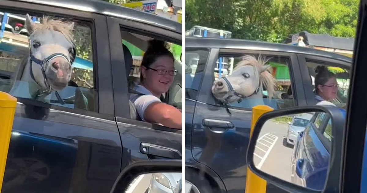 11 5.png - EXCLUSIVE: Bizarre Moment Filmed As Horse Seated In Car's Backseat Goes Through McDonald's Drive-Thru