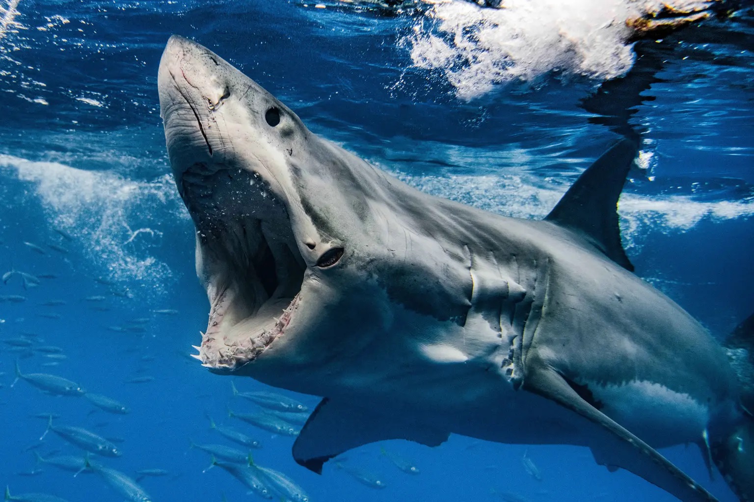 BREAKING: Man Is Decapitated By Massive Great White Shark In Front Of ...