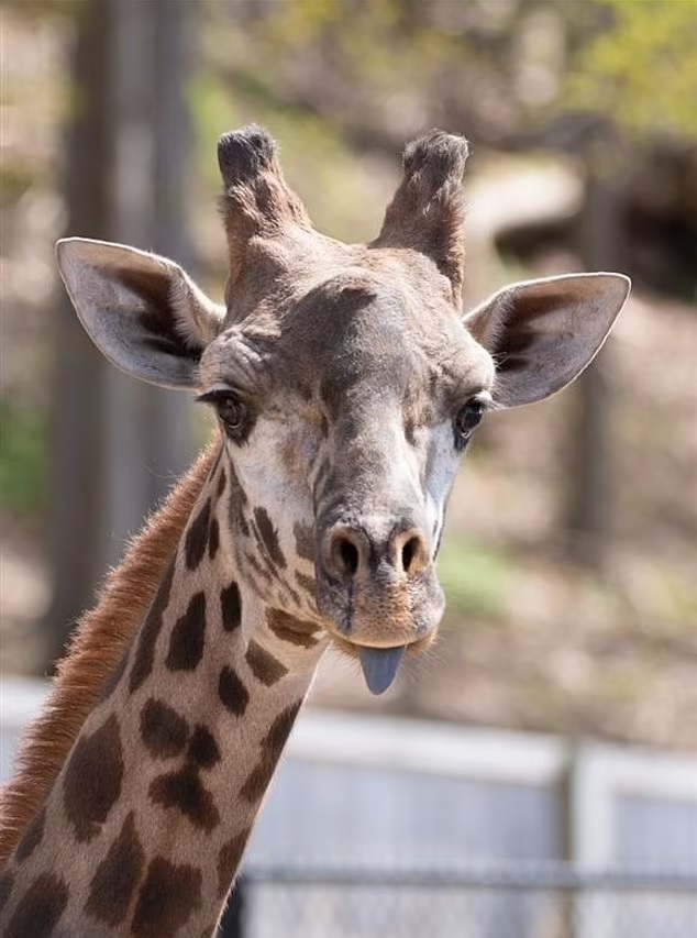 Beloved Giraffe Dies At New York Zoo After Its Neck Gets Stuck In The