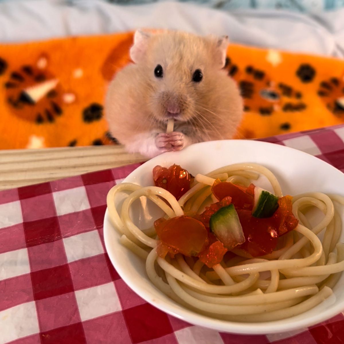 22-year-old-man-makes-more-than-100-home-cooked-meals-for-his-hamsters