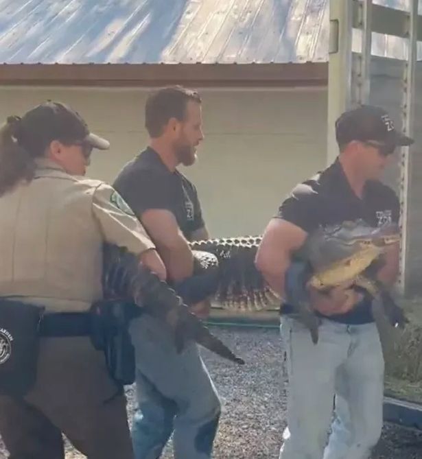 EXCLUSIVE: Woman Raises GIANT 8 FOOT Alligator As 'Pet' After STEALING ...