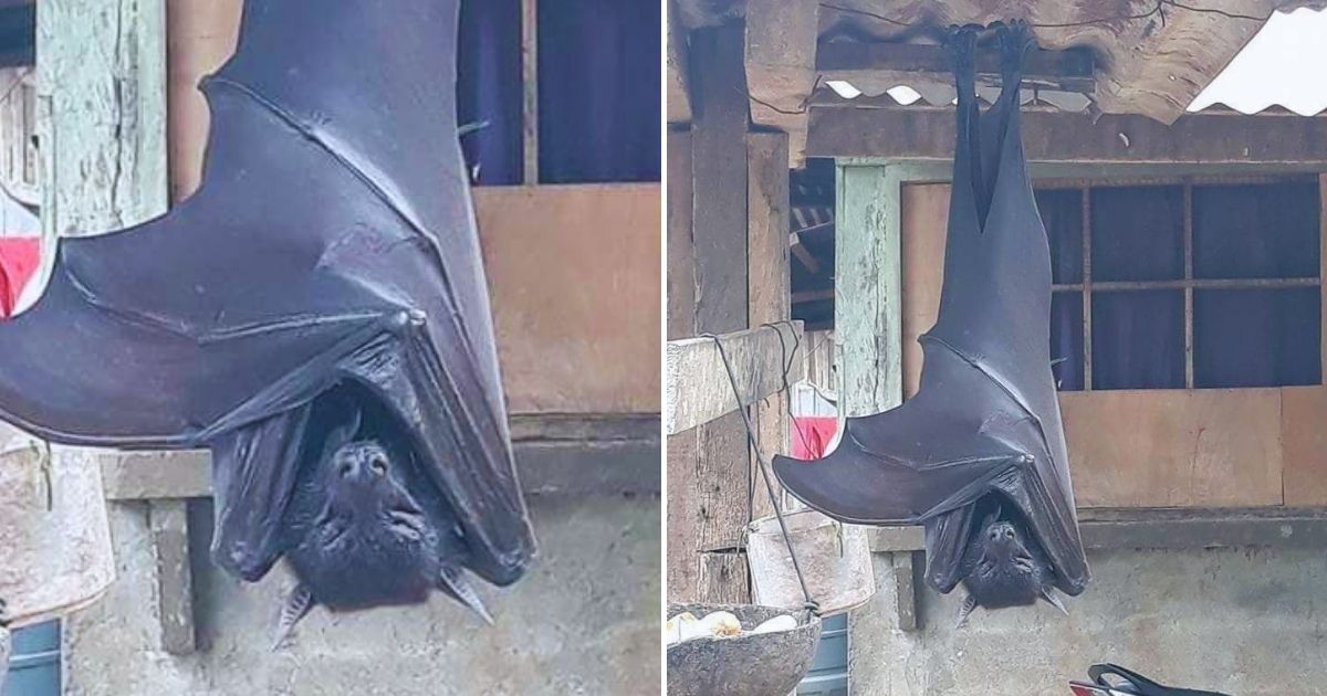 bat4.jpg - People Stunned To Learn That The Giant BAT In Viral Photo Is REAL After Fact-Checking Experts Investigated The Image