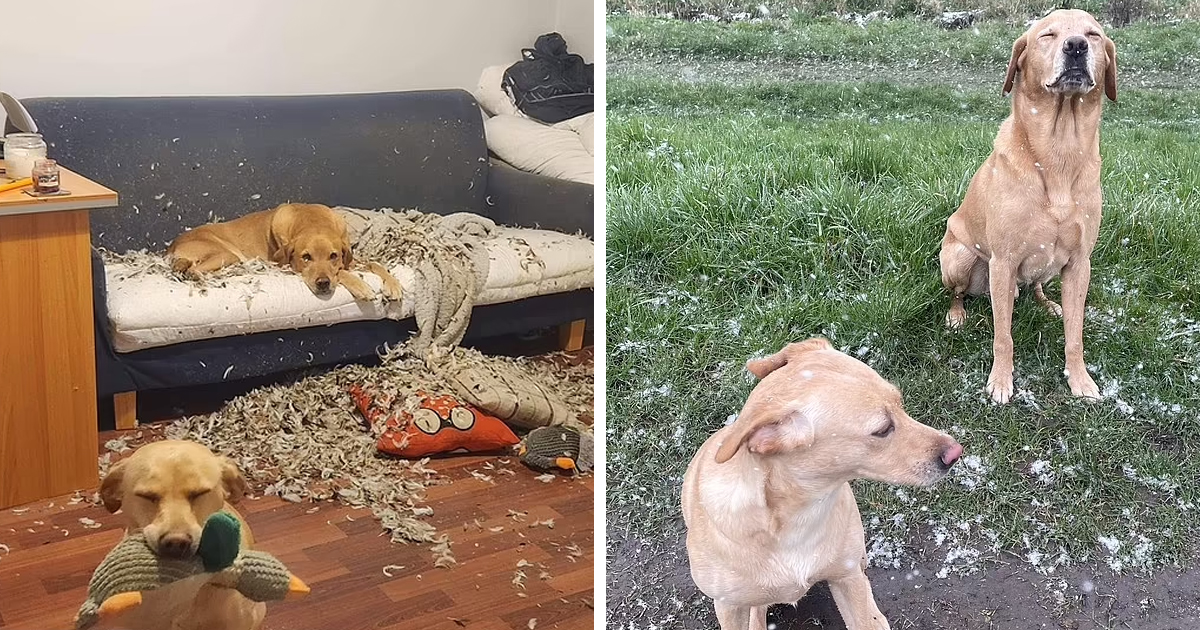 d88.jpg - EXCLUSIVE: Owner Stunned After 'Mischievous' Little Labradors TEAR Her Sofa Apart