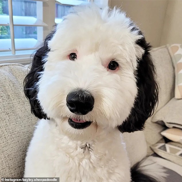 Exclusive snoopy in real life pooch with uncanny resemblance to