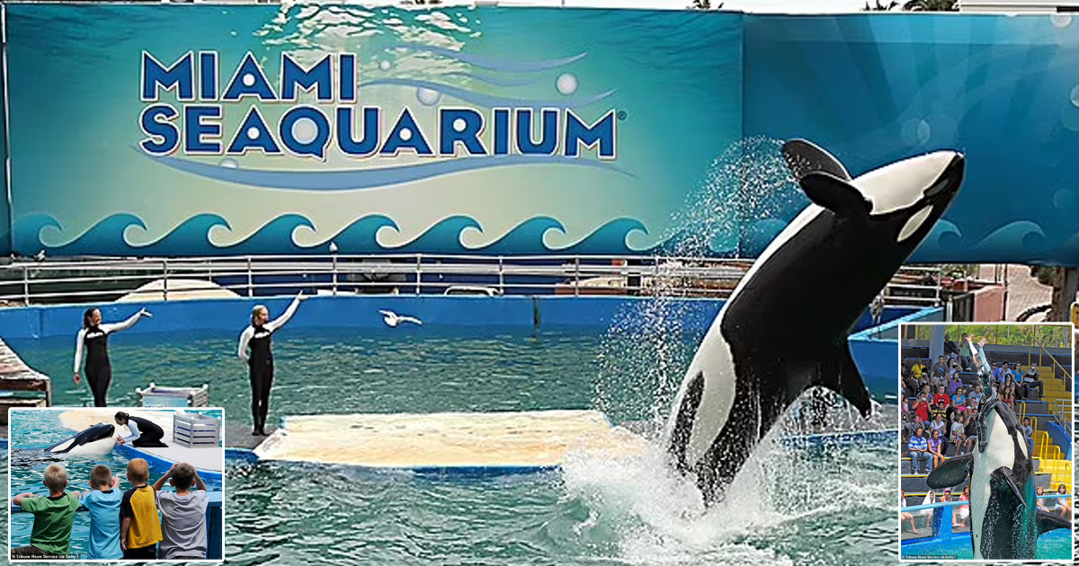 d161.jpg - BREAKING: Orca Captured As Calf And Kept In Miami Aquarium For 53 YEARS Will Be FREED