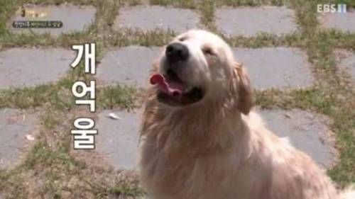 [스압] 아이 앞에서 개 혼내지 마세요.jpg