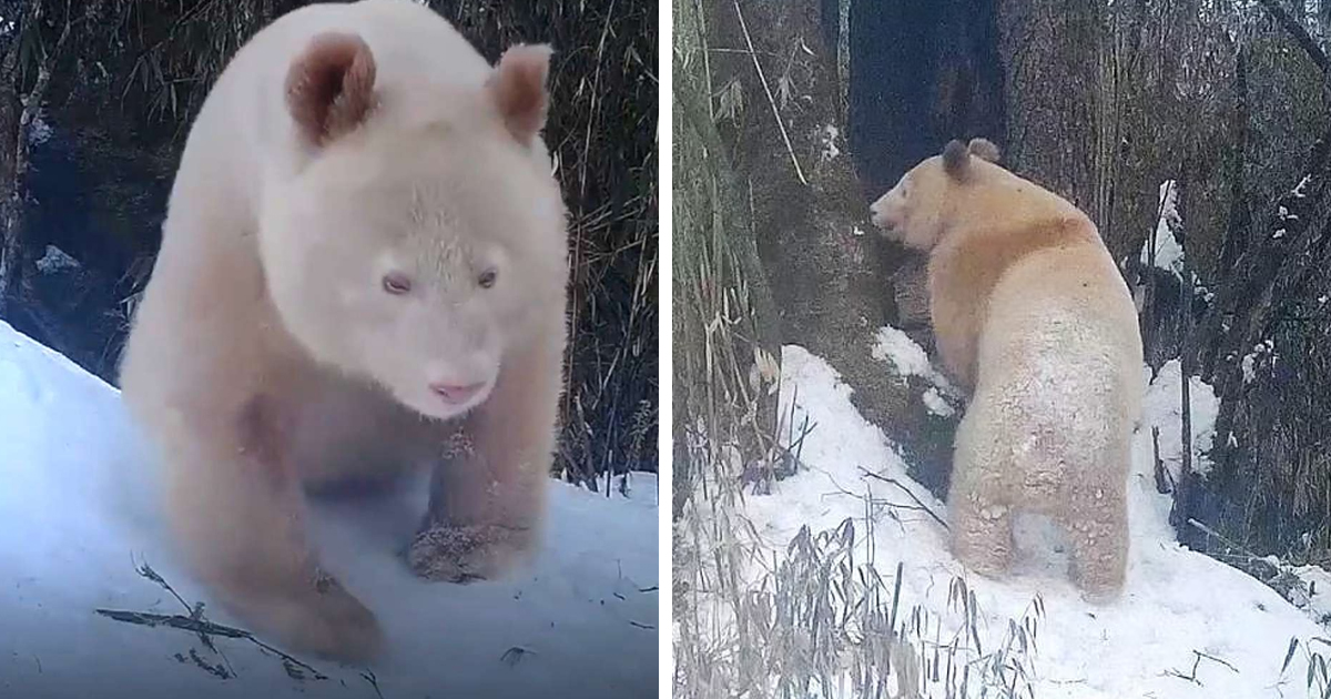d186.jpg - EXCLUSIVE: World's Only RARE 'All-White' Panda Caught On Video In Rare Sighting