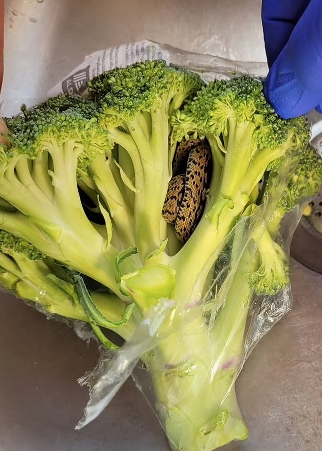 Grandfather Left Horrified After Finding A SNAKE Hiding In BROCCOLI He ...