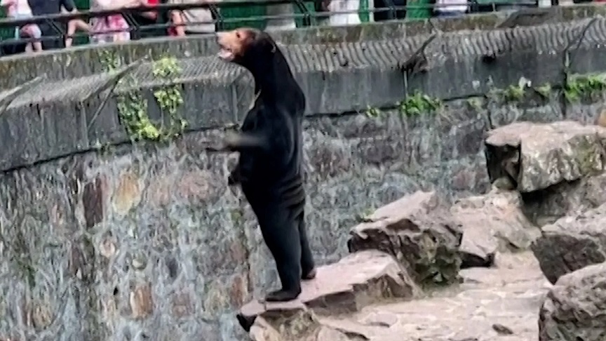 Thousands Of People Flock To The Zoo To See The Bear Accused Of Being A ...