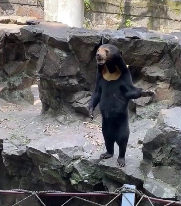 Thousands Of People Flock To The Zoo To See The Bear Accused Of Being A ...