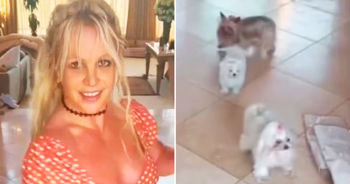 britney4.jpg - JUST IN: Britney Spears' Fans Want Dogs To Be RESCUED After The Singer Posted Video Of Her Dancing With 'Fake Knives'