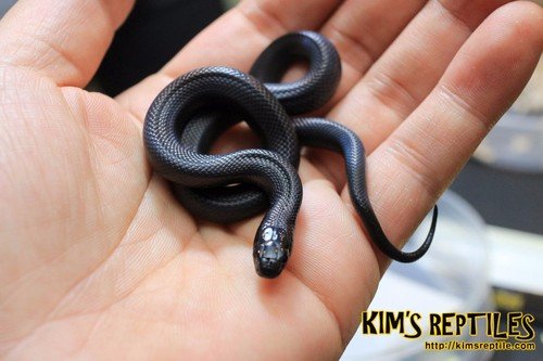 197_shop1_181486.jpg 한국에서 일어난 살모사 택배 테러 사건