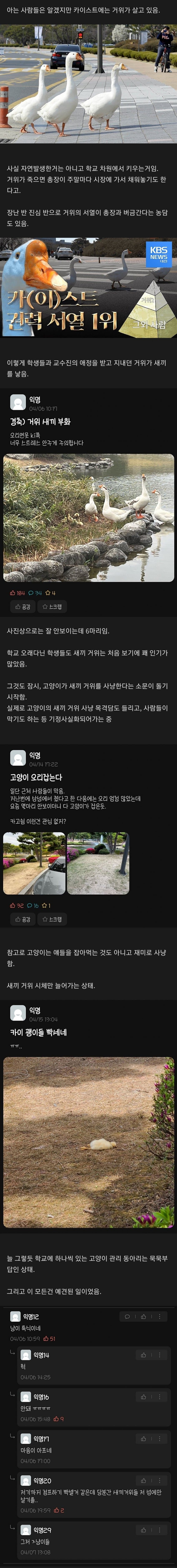 f5387297f723018efc454cbd24a3c332.jpg 카이스트 거위들 근황