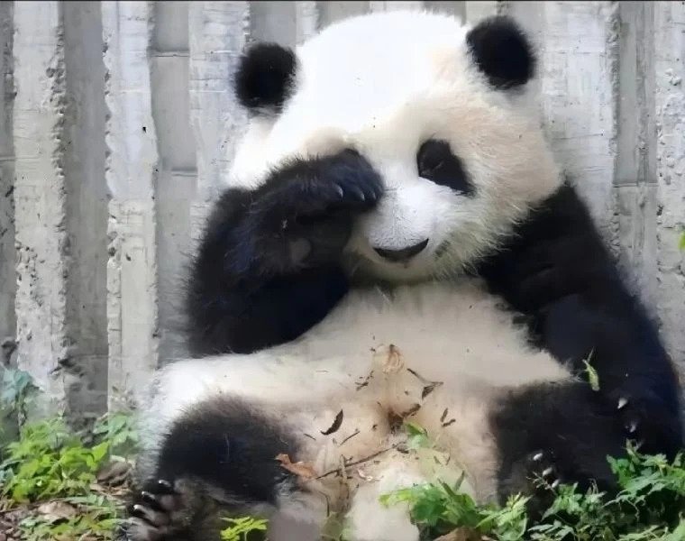 Odqoni.webp.ren.jpg 중국 판다랭킹 인기 1위 판다 허화(花花)