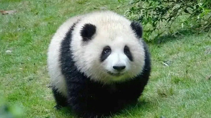 NYNyOj.jpg 중국 판다랭킹 인기 1위 판다 허화(花花)