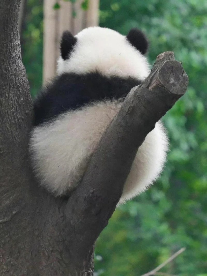 mushXh.webp.ren.jpg 중국 판다랭킹 인기 1위 판다 허화(花花)