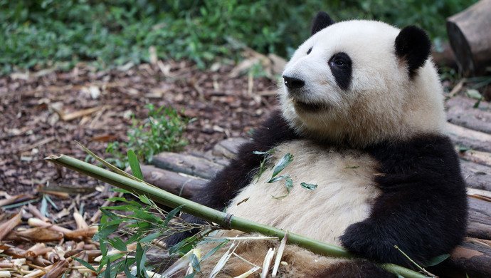 FOREIGN202303101643000355137587521.jpg 중국 판다랭킹 인기 1위 판다 허화(花花)