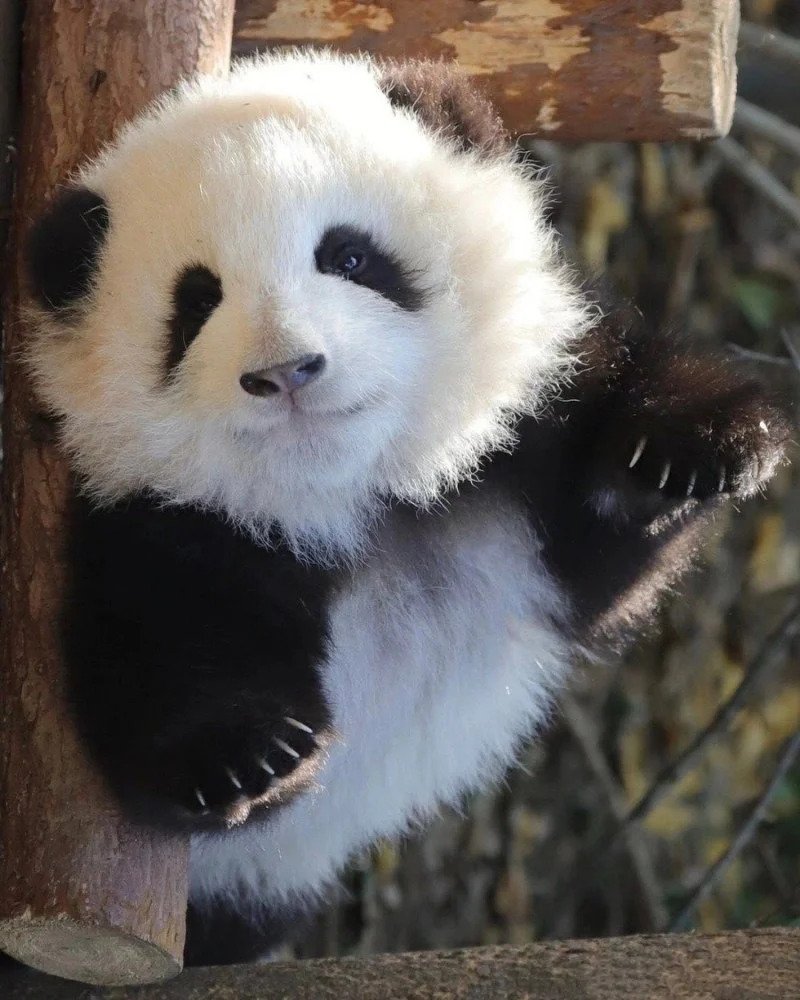 IldDkq.webp.ren.jpg 중국 판다랭킹 인기 1위 판다 허화(花花)