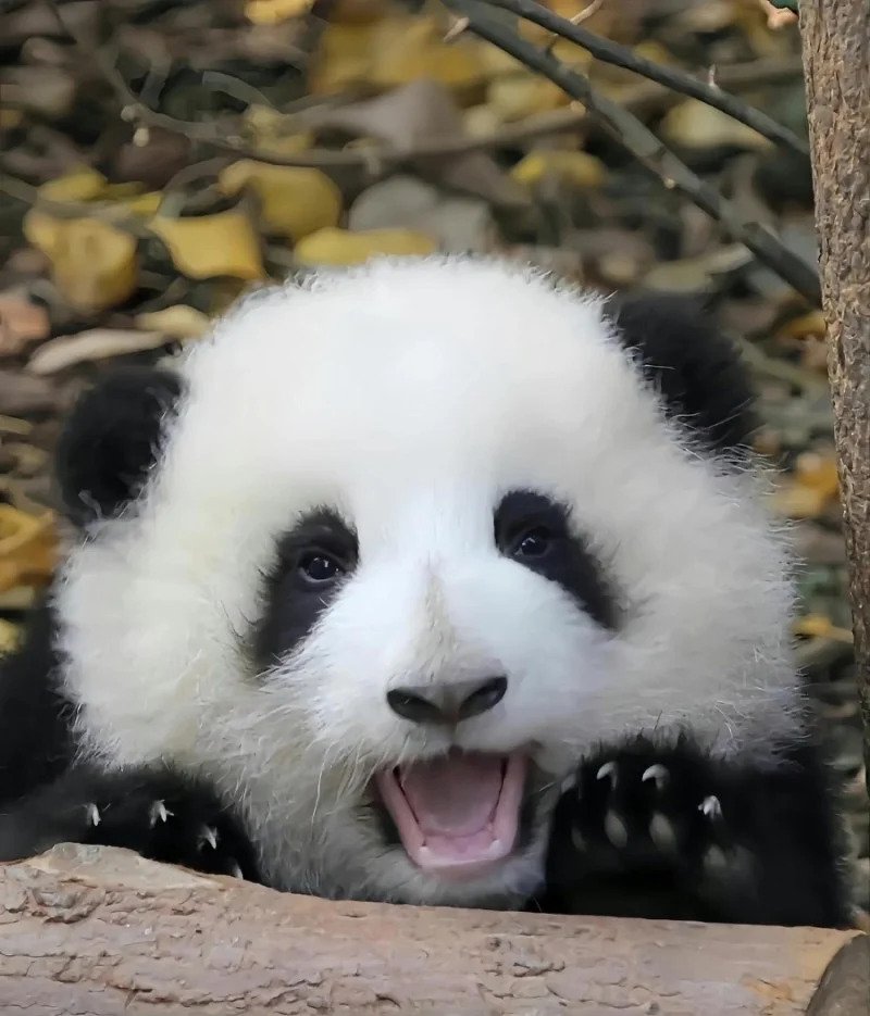 tvsKqq.webp.ren.jpg 중국 판다랭킹 인기 1위 판다 허화(花花)