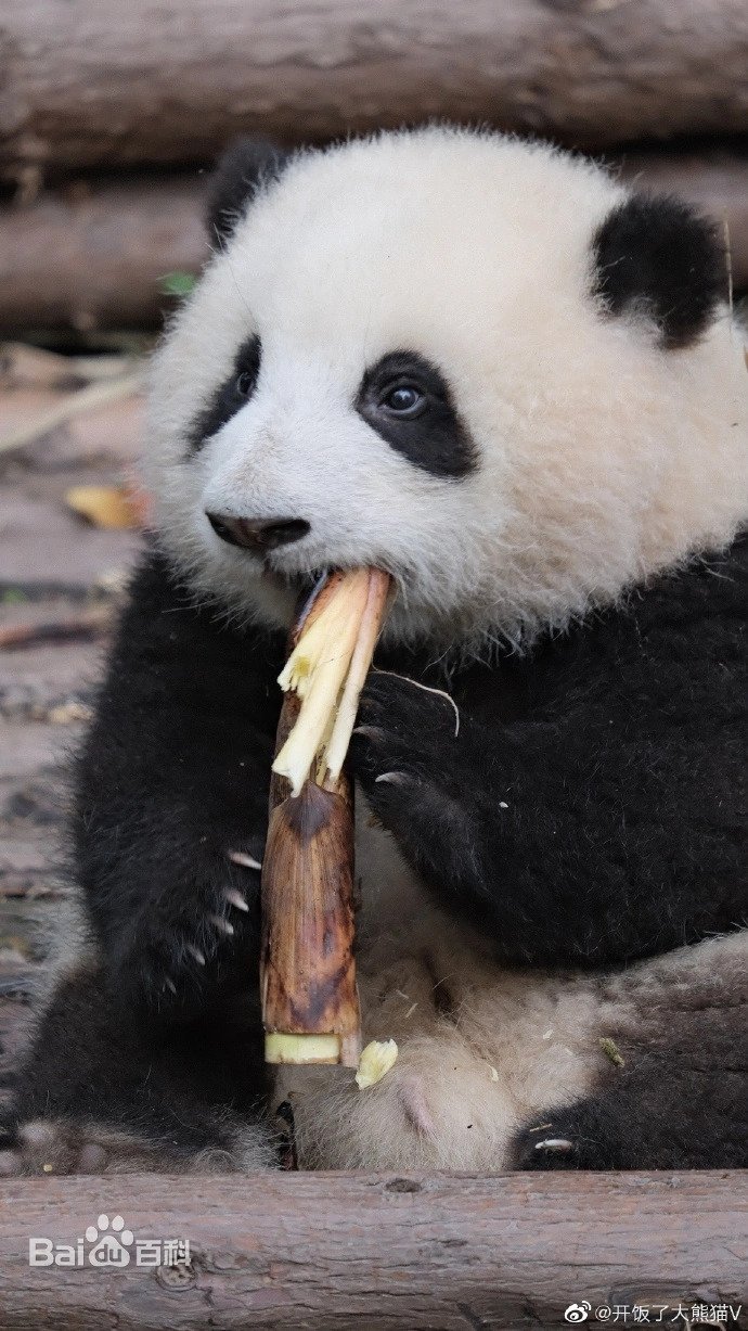 aVUcDr.webp.ren.jpg 중국 판다랭킹 인기 1위 판다 허화(花花)