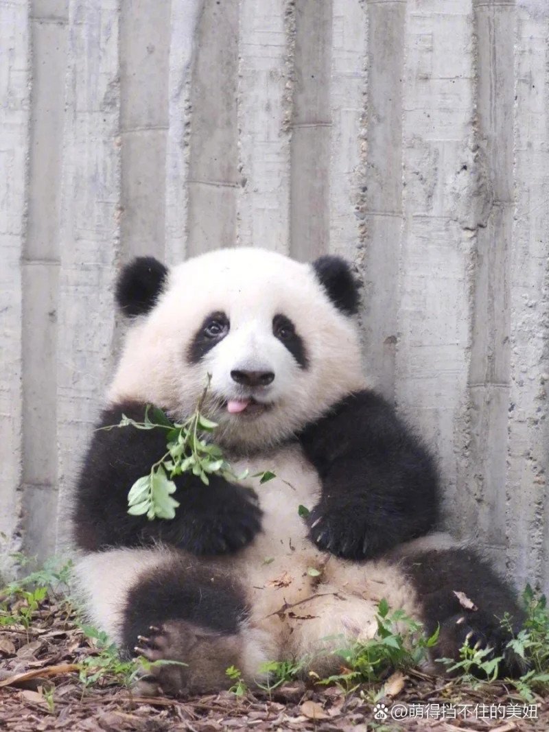 KOAoRc.webp.ren.jpg 중국 판다랭킹 인기 1위 판다 허화(花花)