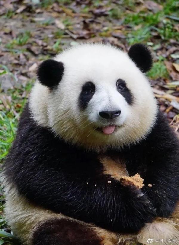 FOREIGN202303101646000033196190755.jpg 중국 판다랭킹 인기 1위 판다 허화(花花)
