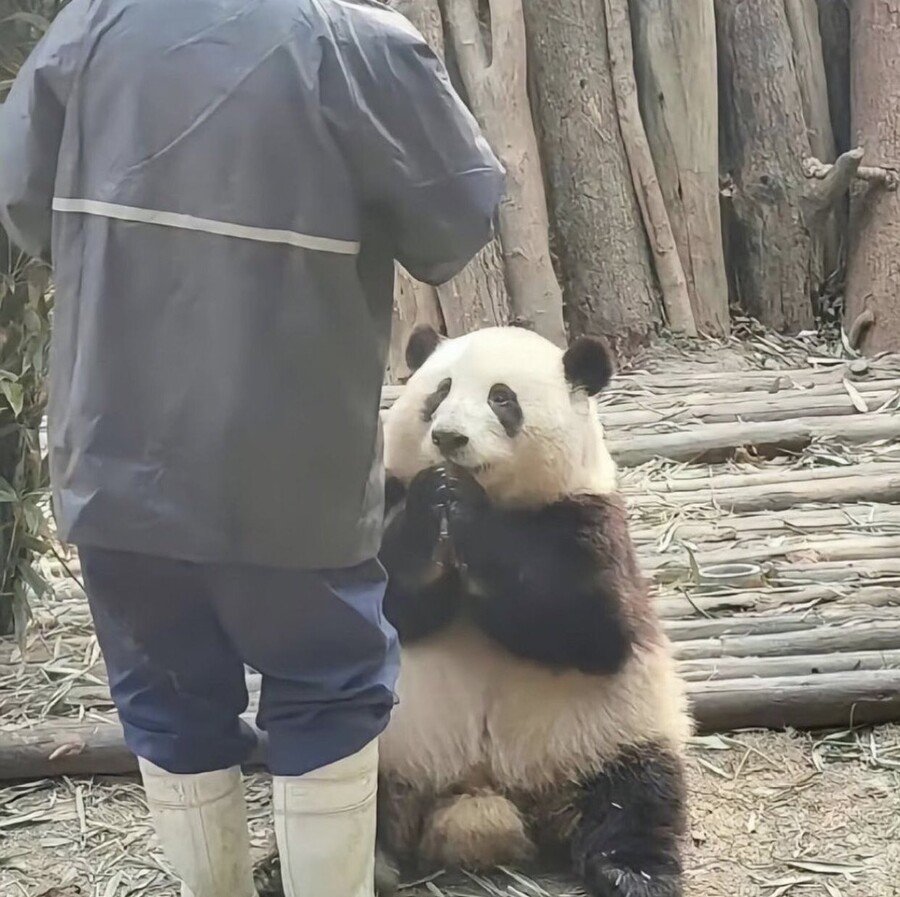 8011d44646d520af9ac438e3329bd3b6.jpg 중국 판다랭킹 인기 1위 판다 허화(花花)