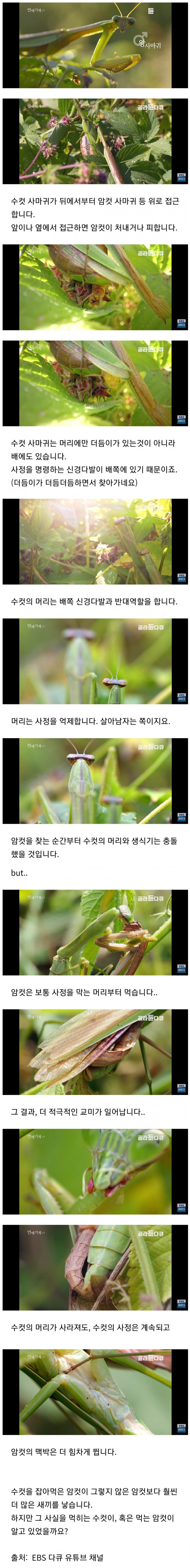 수컷 사마귀가 암컷 사마귀에게 먹히는 이유.jpg