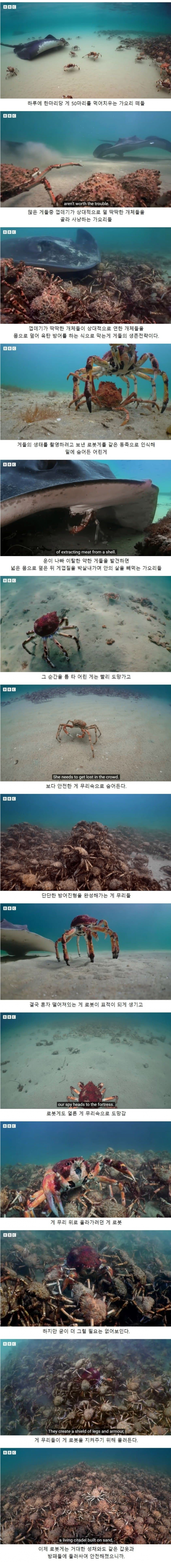 image.png 약한 개체를 육탄방어하는 게들 jpg