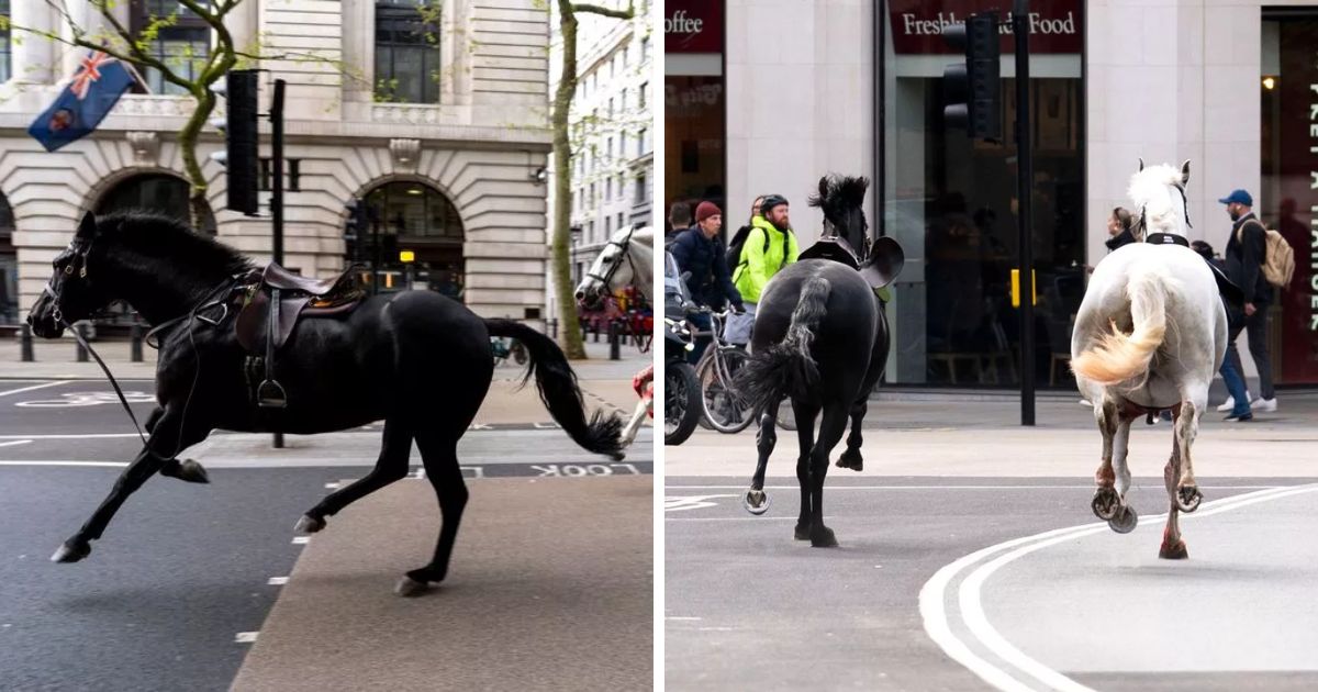 copy of articles thumbnail 1200 x 630 1 28.jpg - Four HOSPITALIZED As Five Escaped Cavalry Horses From Buckingham Palace Run Loose On London’s Streets