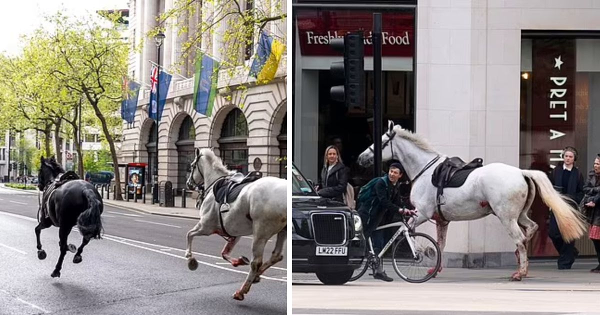 copy of articles thumbnail 1200 x 630 35.jpg - Blood-Soaked Cavalry Horses That Escaped Buckingham Palace And Ran Across London’s Streets Found In  Critical Condition