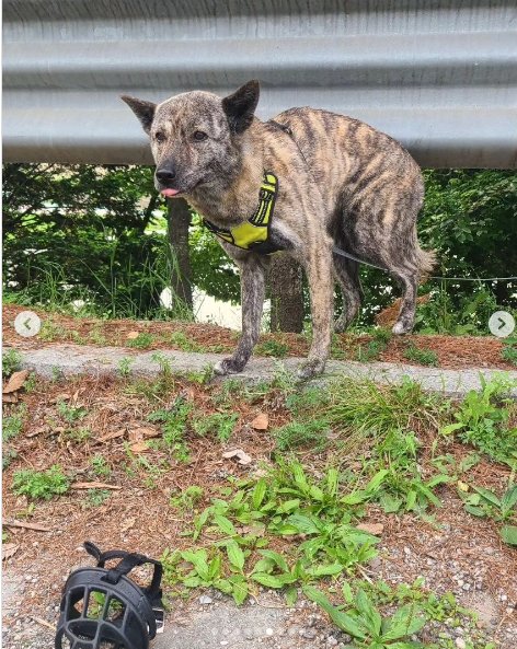 9ee8ac60baafb444f6bc2de4d6dc68eb.webp.ren.jpg 탄천 공영 주차장에 버려진 강아지