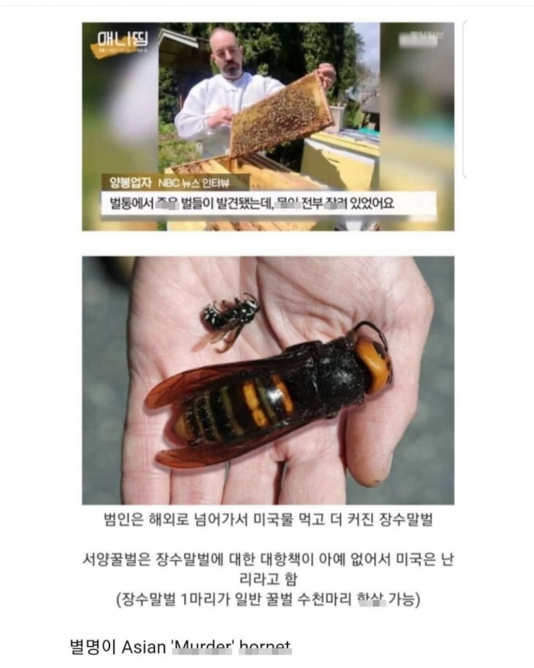 20230917134839_uiaqMwKnoX.jpg 장수말벌은 진짜 이만해? ,jpg