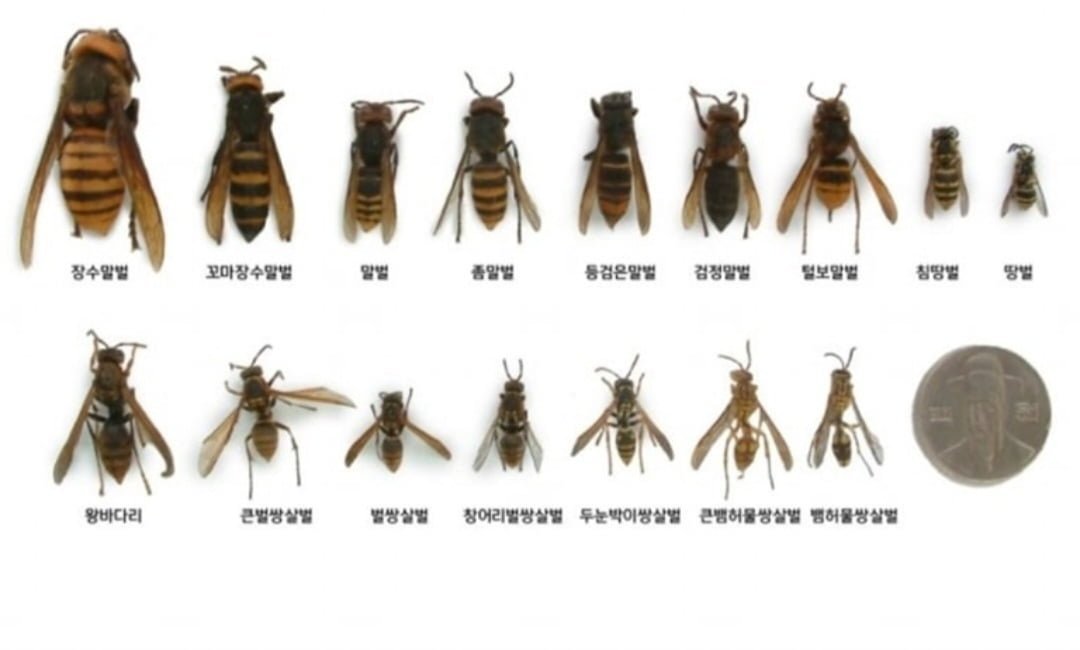 20230917134835_SydYiU3oZk.jpg 장수말벌은 진짜 이만해? ,jpg