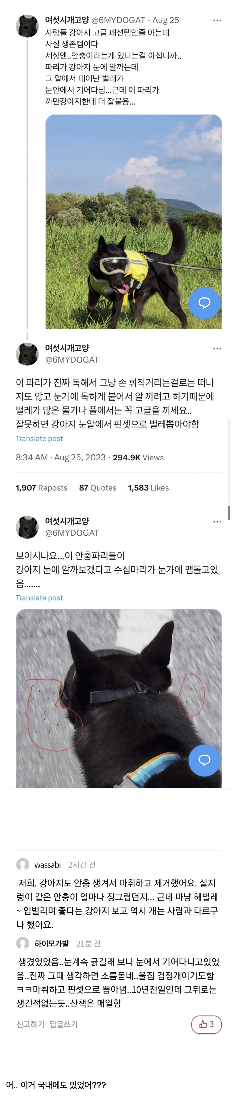 강아지가 고글을 착용하는 이유