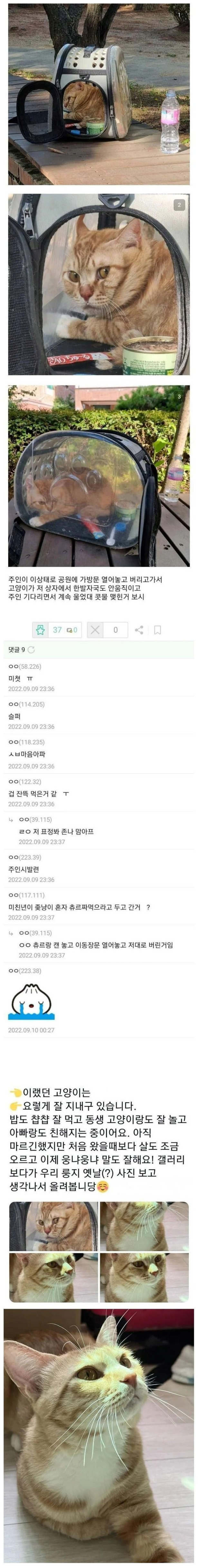 image.png 주인 기다리면서 계속 울었다는 고양이.JPG