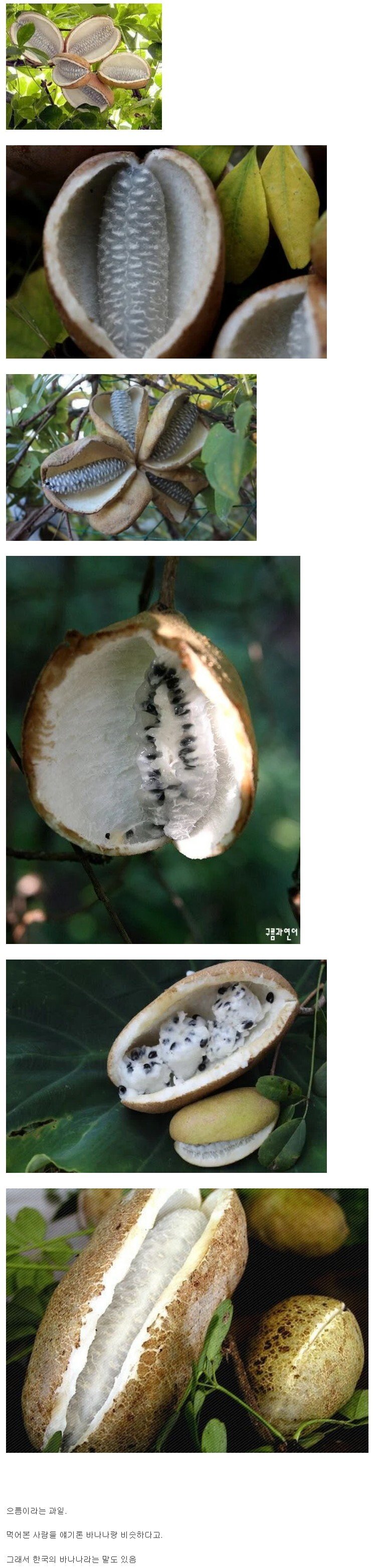 Screenshot 2022-05-20 at 16.40.01.jpg 한국 사람들도 잘 모르는 토종 과일.jpg