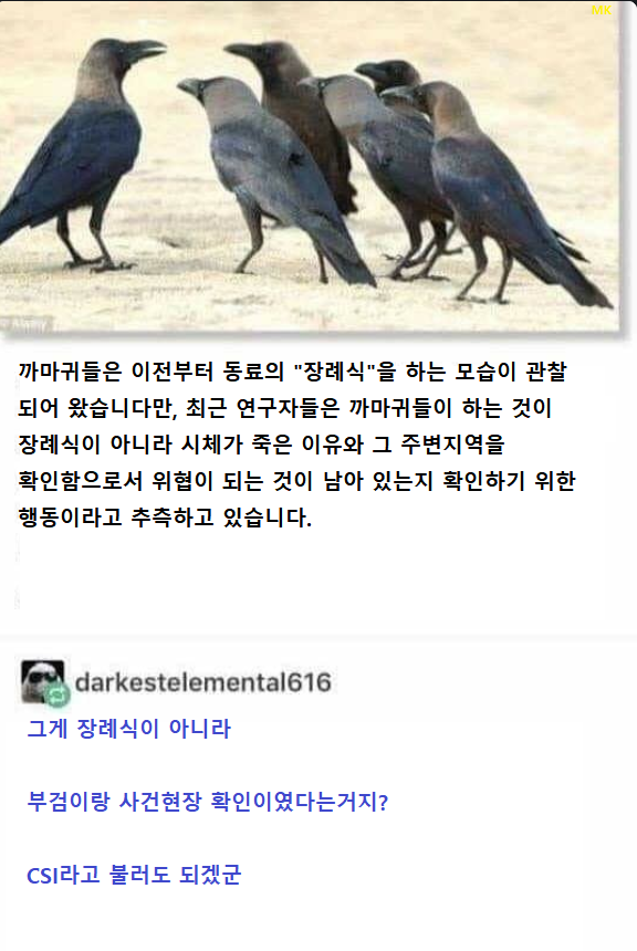 1.png 동료 까마귀 장례식의 진짜 정체 . JPG