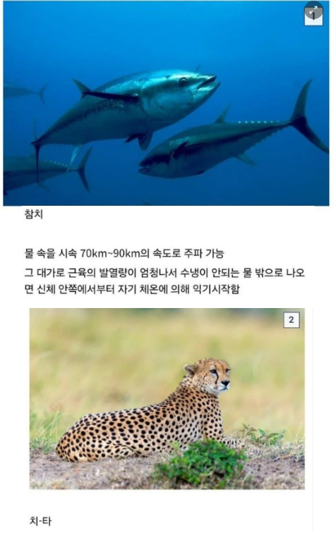 3.png - 동물들의 엄청난 능력과 그에 따른 대가 