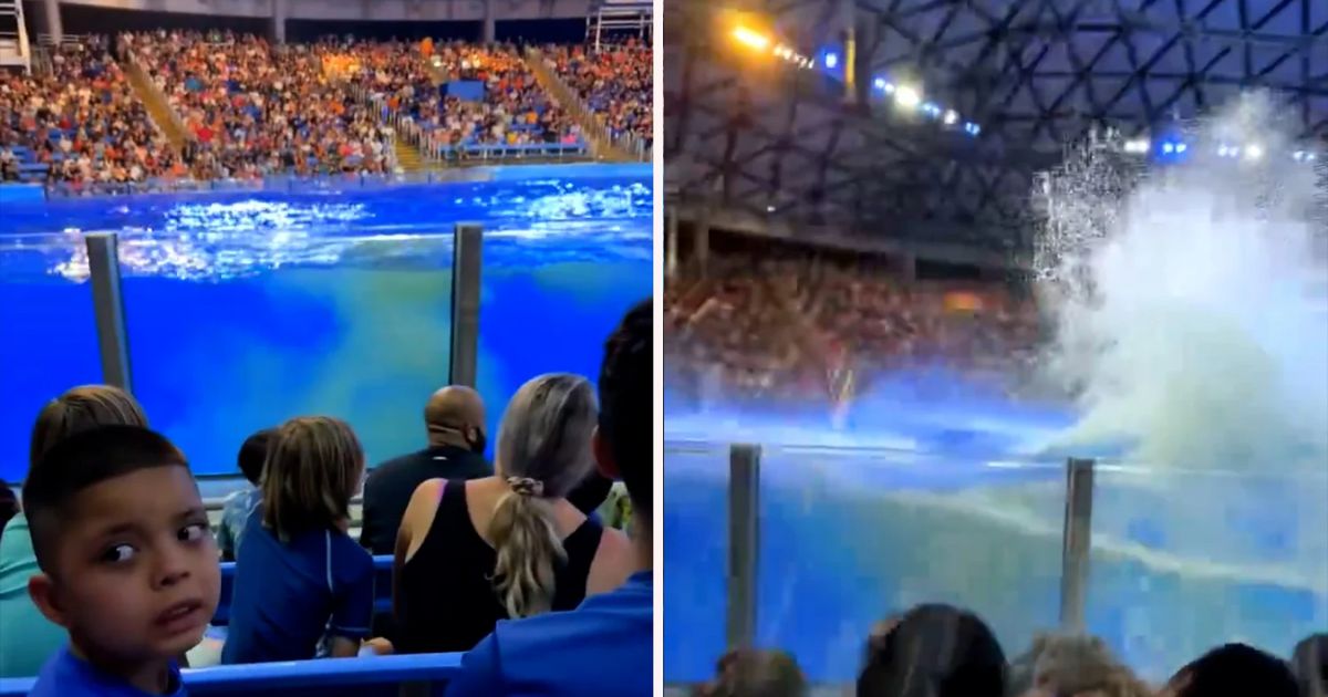 copy of articles thumbnail 1200 x 630 20 1.jpg - SeaWorld Orca POOPS In Tank & Then Splashes It All Over Spectators