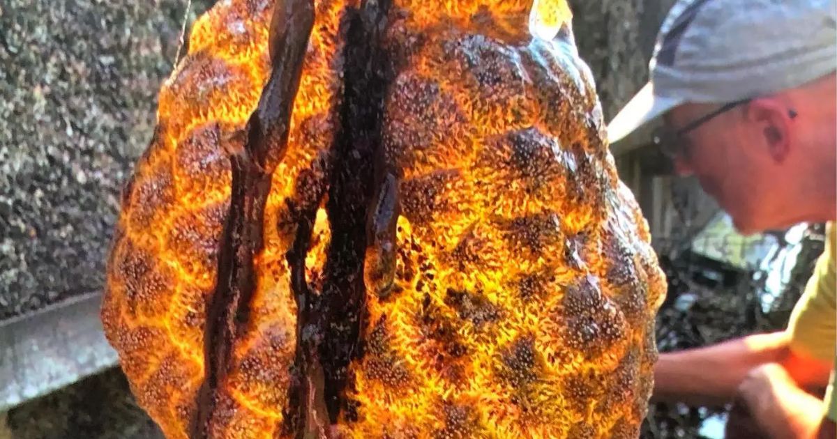 copy of articles thumbnail 1200 x 630 5 20.jpg - Slimy, Orange ‘Alien Egg Pods’ Discovered in River — And They’re ‘Spreading Rapidly’