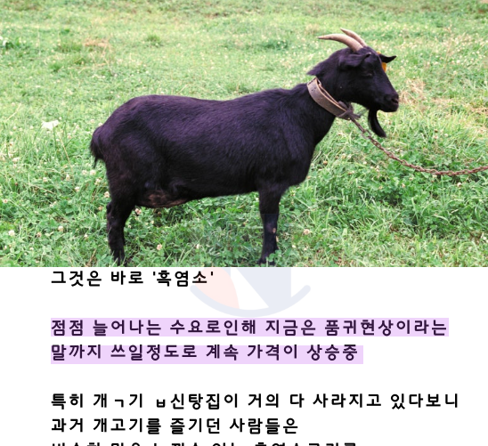 11 1.png - 계속해서 가격이 엄청 상승하고 있는 유일한 고기ㅎㄷㄷ