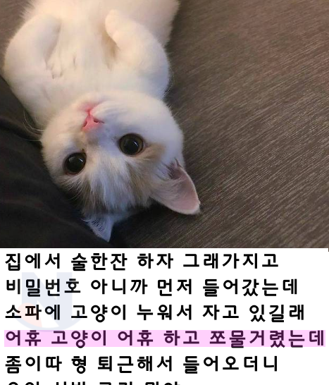 5 9.png - 아는 형 집에 가서 냥이 조물딱거리다가.....