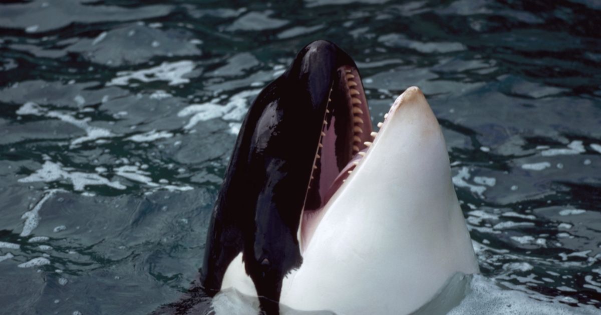 copy of articles thumbnail 1200 x 630 5 22.jpg - Orca Who Fatally Attacked Trainer and 'Chewed Concrete Out of Insanity' DIES