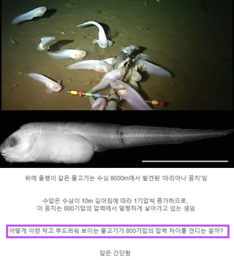 1 35.png - 심해어가 수압에도 살아남는 놀라운 이유 ㄷㄷㄷ