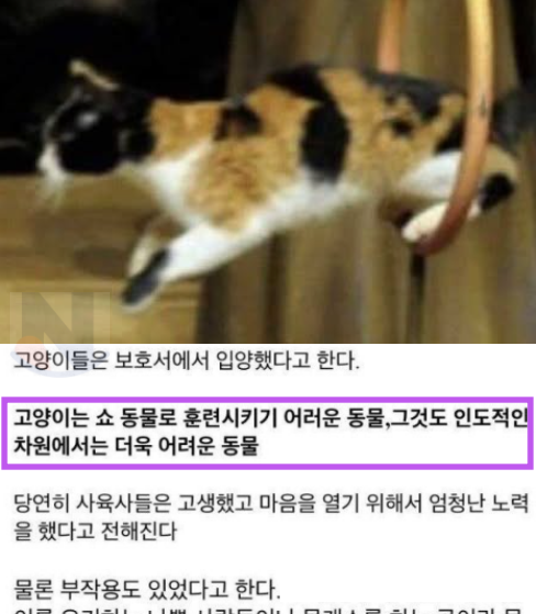 4 42.png - 많은 사람들이 모르고 있는 '에버랜드 캣쇼' 폐지 사건ㅎㄷㄷ