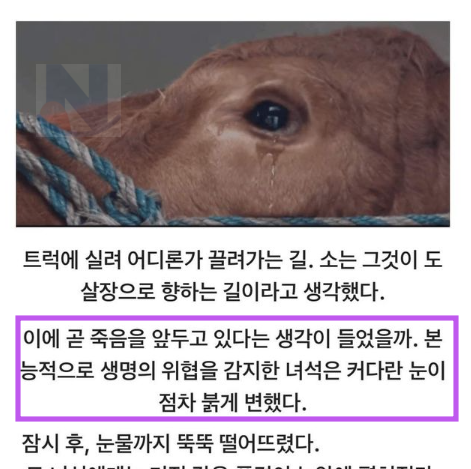 5 35.png - ㄷ살장 끌려가는 거라고 착각한 소의 최후 결말...jpg