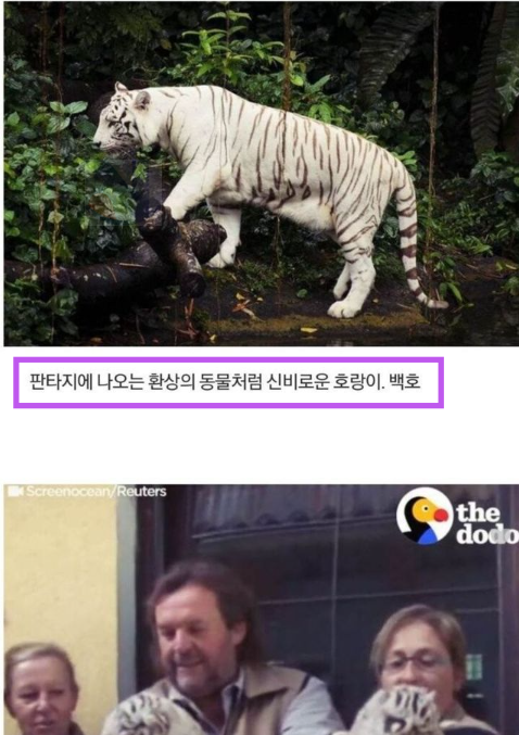 5 48.png - 백호가 아예 멸종되어야 하는 이유...jpg